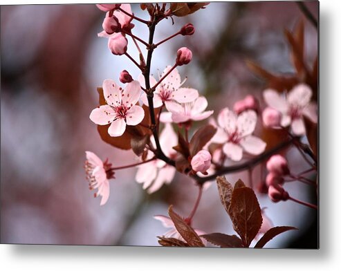 Petal Metal Print featuring the photograph Pink cherry blossoms in spring by Annette Matthews / FOAP