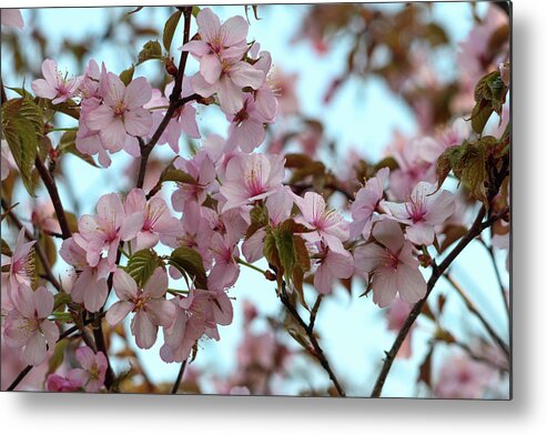 Cherry Blossom Metal Print featuring the photograph Pink Cherry Blossoms by Mary Anne Delgado