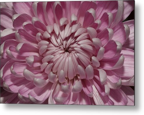 Chrysanthemum Metal Print featuring the photograph Pink Chrysanthemum 3 by Mingming Jiang
