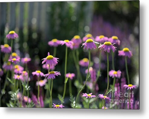 Daisy Metal Print featuring the photograph Pink Daisy Patch by Kae Cheatham