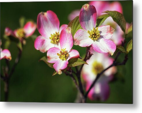 Pink Dogwood Metal Print featuring the photograph Pink Dogwood Blossoms by Susan Rissi Tregoning