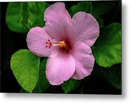 Hibiscus Metal Print featuring the photograph Pink Hibiscus by Debra Kewley