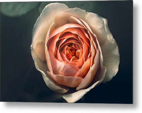 Rose Metal Print featuring the photograph Pink Irish Rose by Carrie Hannigan