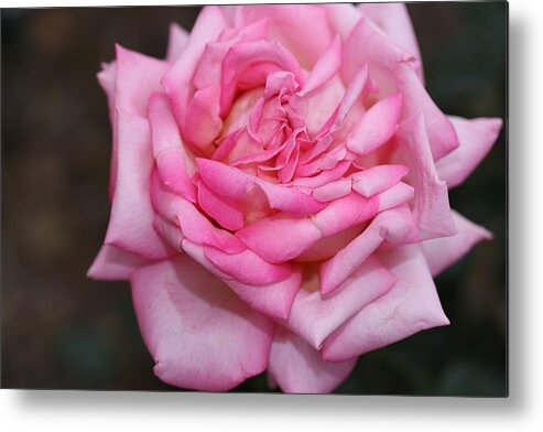 Rose Metal Print featuring the photograph Pink Layers by Mingming Jiang