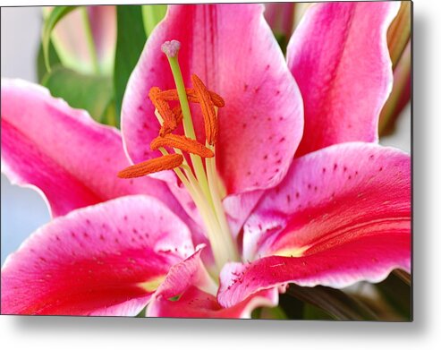 Lily Metal Print featuring the photograph Pink Lily 3 by Amy Fose