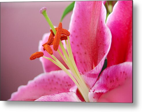 Lily Metal Print featuring the photograph Pink Lily 4 by Amy Fose
