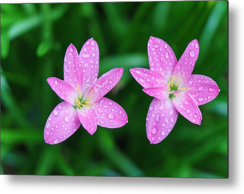 Petal Metal Print featuring the photograph Pink rain lillies in the rain by Photo by Ubo Pakes