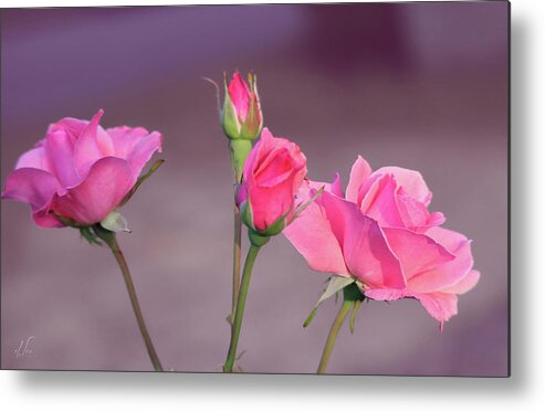 Rose Metal Print featuring the photograph Pink Rose Bouquet by D Lee