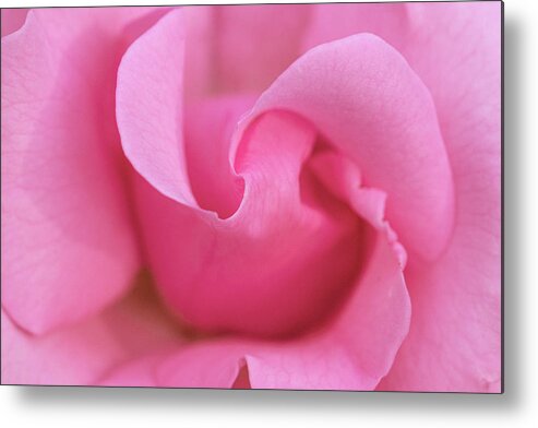 Pink Metal Print featuring the photograph Pink rose macro by Gareth Parkes