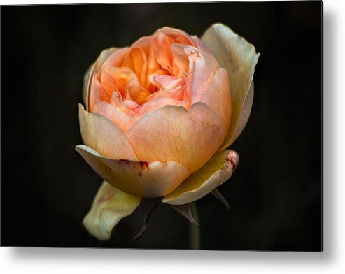 Pink Metal Print featuring the photograph Pink Rose Portrait by Carrie Hannigan