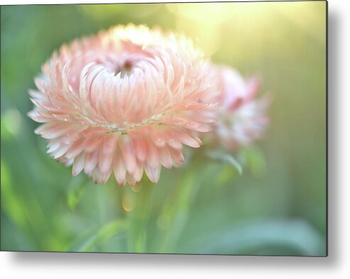 Pink Strawflower Metal Print featuring the photograph Pink Strawflower by Leanna Kotter