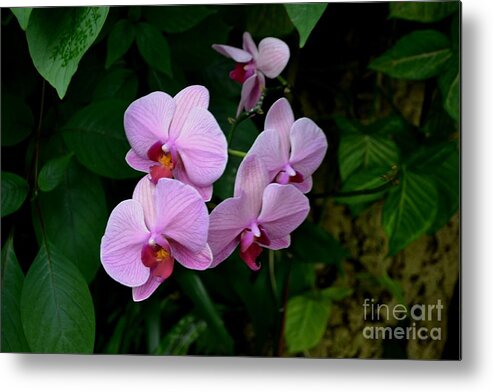 Pink Phalaenopsis Orchid Photograph Metal Print featuring the photograph Pink Striped Orchid by Expressions By Stephanie