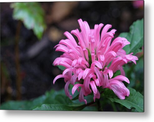 Flower Metal Print featuring the photograph Pink Tropical Treasure by Mary Anne Delgado