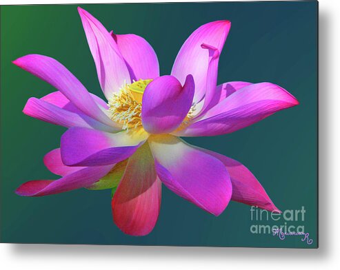 Nature Metal Print featuring the photograph Pink Waterlily by Mariarosa Rockefeller