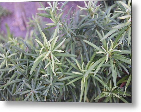 Photograph Of Green Plants Metal Print featuring the photograph Plants by Theresa Honeycheck
