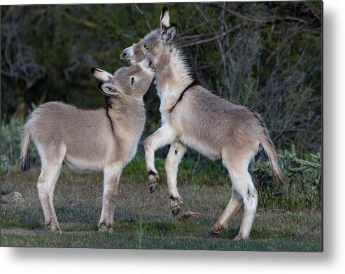 Wild Burros Metal Print featuring the photograph Play Time 2 by Mary Hone