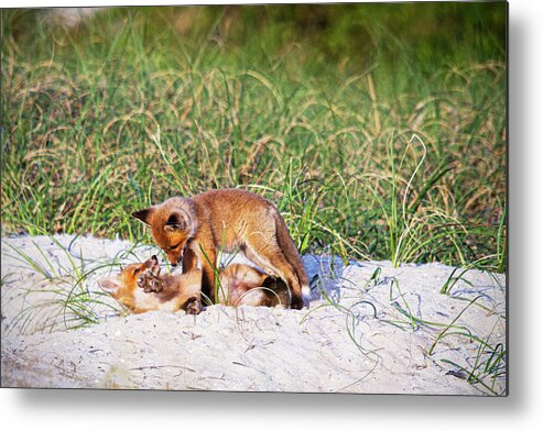 Red Fox Metal Print featuring the photograph Playful Red Foxes on the Outer Banks by Bob Decker