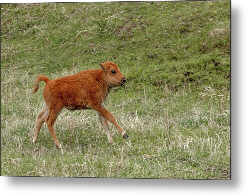 Bison Metal Print featuring the photograph Playful by Ronnie And Frances Howard