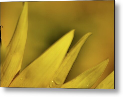 Flowers Metal Print featuring the photograph Point of view by Buddy Scott