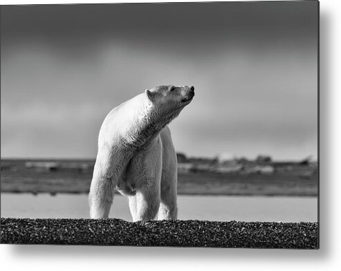 Arctic Metal Print featuring the photograph Polar Bear by Scott Slone