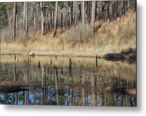 Pond Metal Print featuring the photograph Pond Trees Reflections by Ed Williams