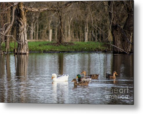 Ducks Metal Print featuring the photograph Pondering Peace by Cheryl McClure