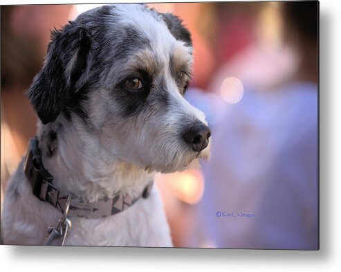 Dog Metal Print featuring the photograph Poochapoodle by Kae Cheatham
