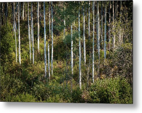 Scenics Metal Print featuring the photograph Poplars on a British Columbia Hillside by Mary Lee Dereske