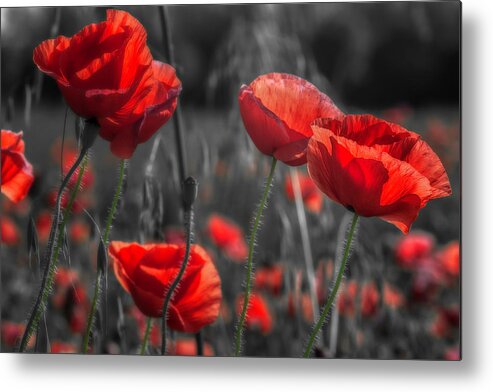 Poppies Metal Print featuring the photograph Poppies 2021 by Wolfgang Stocker