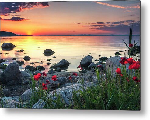Sea Metal Print featuring the photograph Poppies By the Sea by Evgeni Dinev