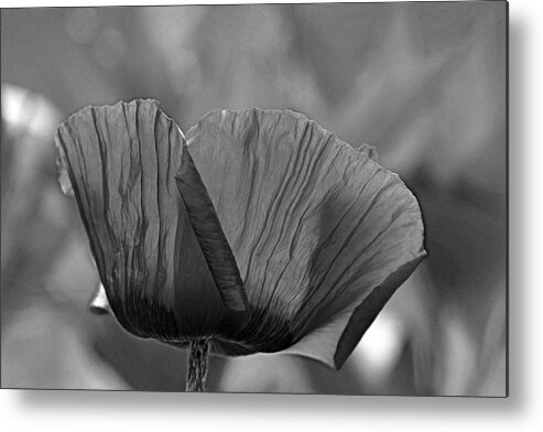 Oriental Poppy Metal Print featuring the photograph Poppy Black And White by Debbie Oppermann