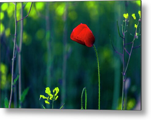 Bulgaria Metal Print featuring the photograph Poppy by Evgeni Dinev