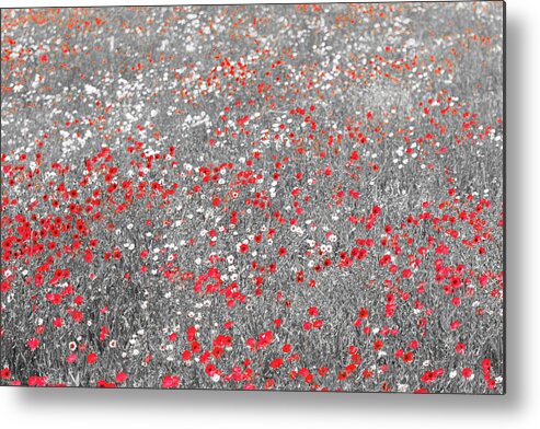 Poppies Metal Print featuring the photograph Poppy Field by Stuart Allen