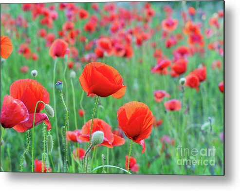 Poppy Metal Print featuring the photograph Poppy Song by Anastasy Yarmolovich