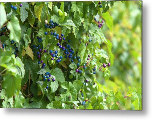 Jenny Rainbow Fine Art Photography Metal Print featuring the photograph Porcelain Berries Vines by Jenny Rainbow