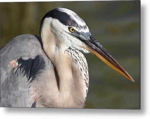 Blue Heron Metal Print featuring the photograph Portrait of a Great Blue Heron by Mingming Jiang