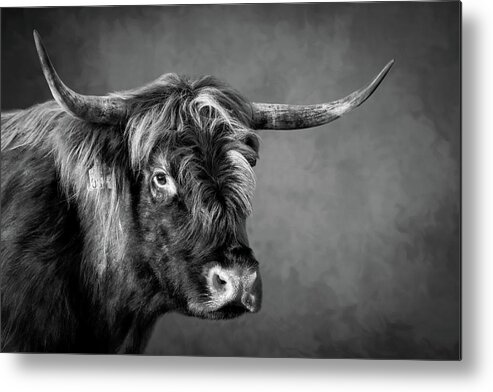 Portrait Metal Print featuring the digital art Portrait scottish highlander cow in black and white by Marjolein Van Middelkoop