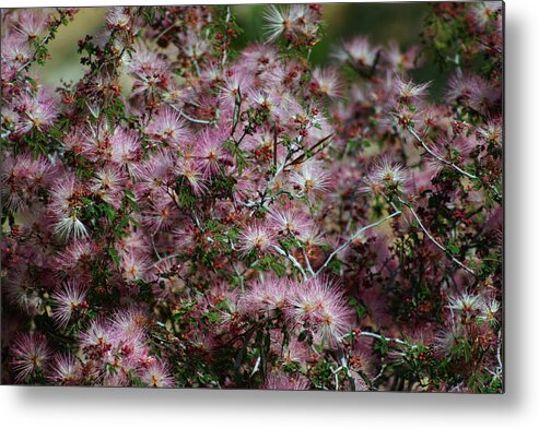 Desert-pink-powder-puff-blooms-white- Pink-wishes-landscape Desert Metal Print featuring the photograph Powder Puff Wishes by Gene Taylor