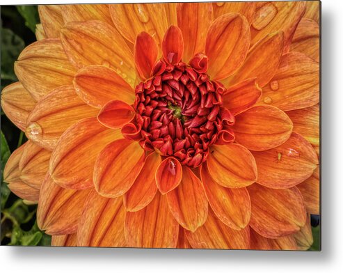 Flower Metal Print featuring the photograph Power Orange Dahlia by Phillip Rubino