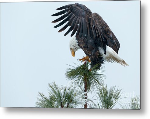 Wildlife Metal Print featuring the photograph Precise Landing by Beve Brown-Clark Photography