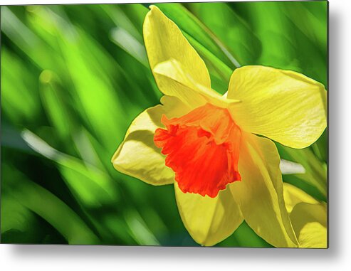Daffodils Metal Print featuring the photograph Precocious Daffodil by Marcy Wielfaert
