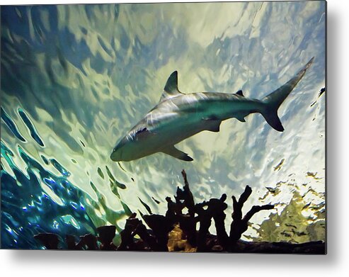 Bull Shark Metal Print featuring the photograph Predator of the Sea by Jill Love