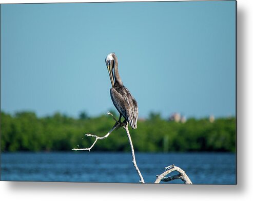 Brown Pelican Metal Print featuring the photograph Preening Brown Pelican by Mary Ann Artz
