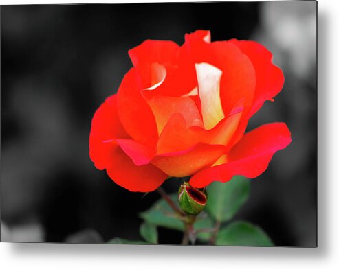  Metal Print featuring the photograph Pretty by Angela Carrion Photography