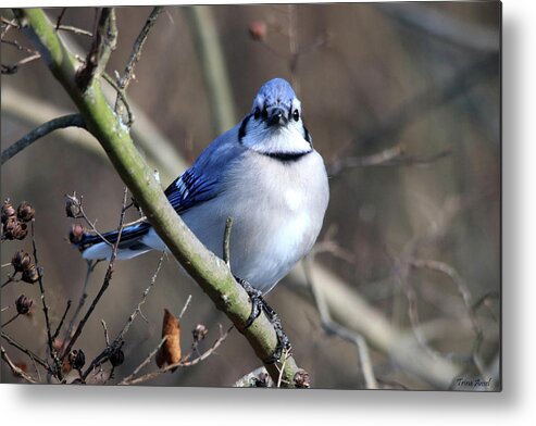 Birds Metal Print featuring the photograph Pretty Bird by Trina Ansel