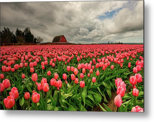 Tulips Metal Print featuring the photograph Pretty in Pink by Dan Mihai