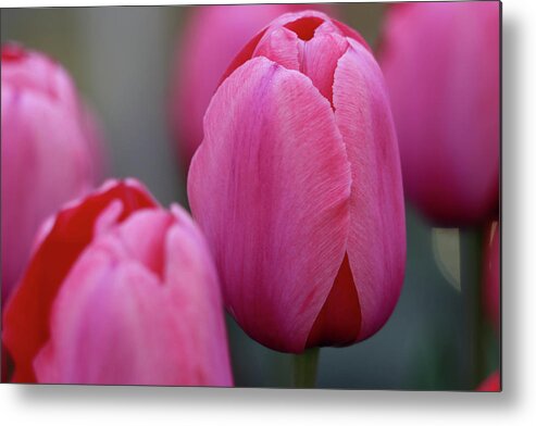 Tulip Metal Print featuring the photograph Pretty in Pink by Mary Anne Delgado