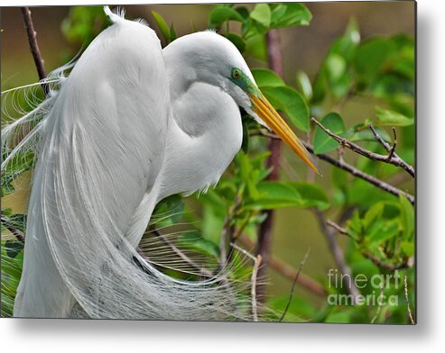 White Egret Metal Print featuring the photograph Pretty In White by Julie Adair