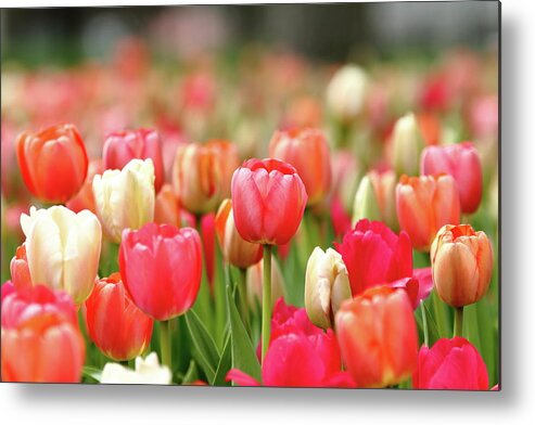 Nature Metal Print featuring the photograph Pretty Pastels by Lens Art Photography By Larry Trager