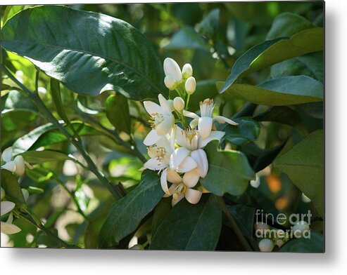 Orange Blossom Metal Print featuring the photograph Pretty white orange blossoms and green leaves by Adriana Mueller